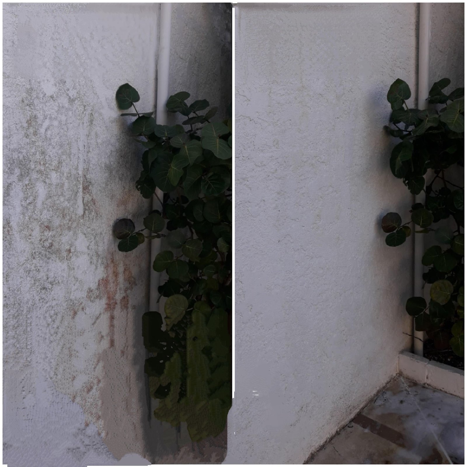 Before and after of a stucco exterior wall — mold, mildew and rust staining soft washed away